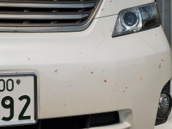 夜間の高速道路を走行してフロント部分が虫の死骸だらけに汚れしまったトヨタの大型ミニバン・ヴェルファイア/ホディカラー:ホワイト