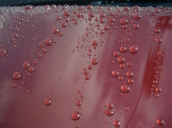 新型ガラス系コーティングluster veil(ラスターベール)を施工したダイハツミラジーノのボンネットの撥水された水滴