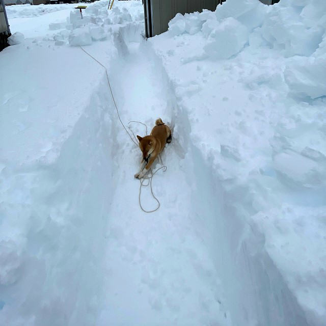 令和3年 北陸地方 富山県 大雪1/12日朝