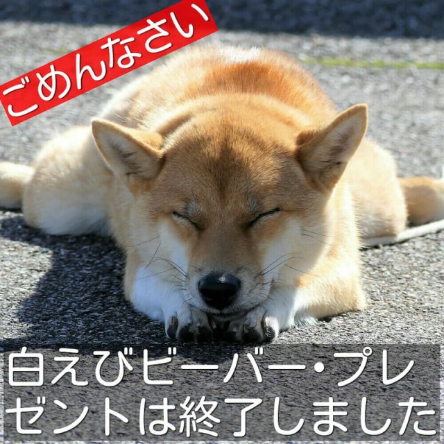 白えびビーバープレゼントは残念ながら終了しました/ハイブリッドナノガラス/クルーズジャパン 営業ぶちょ~コムギ