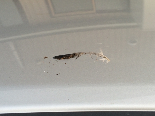 鳥フン 虫汚れにお困りなら 落ちないシミになる前に 専用カークリーナー併用の洗車で素早く効果的に除去 車 コーティング剤 ガラスコーティング 洗車用品ならハイブリッドナノガラス クルーズジャパン