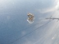車のボンネットについた鳥フン(糞)汚れ。乾燥してしまって洗車しても簡単には落ちないレベルですがこのままではシミの原因になります
